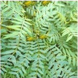 Manufacturers Exporters and Wholesale Suppliers of Senna Leaves Chennai Tamil Nadu